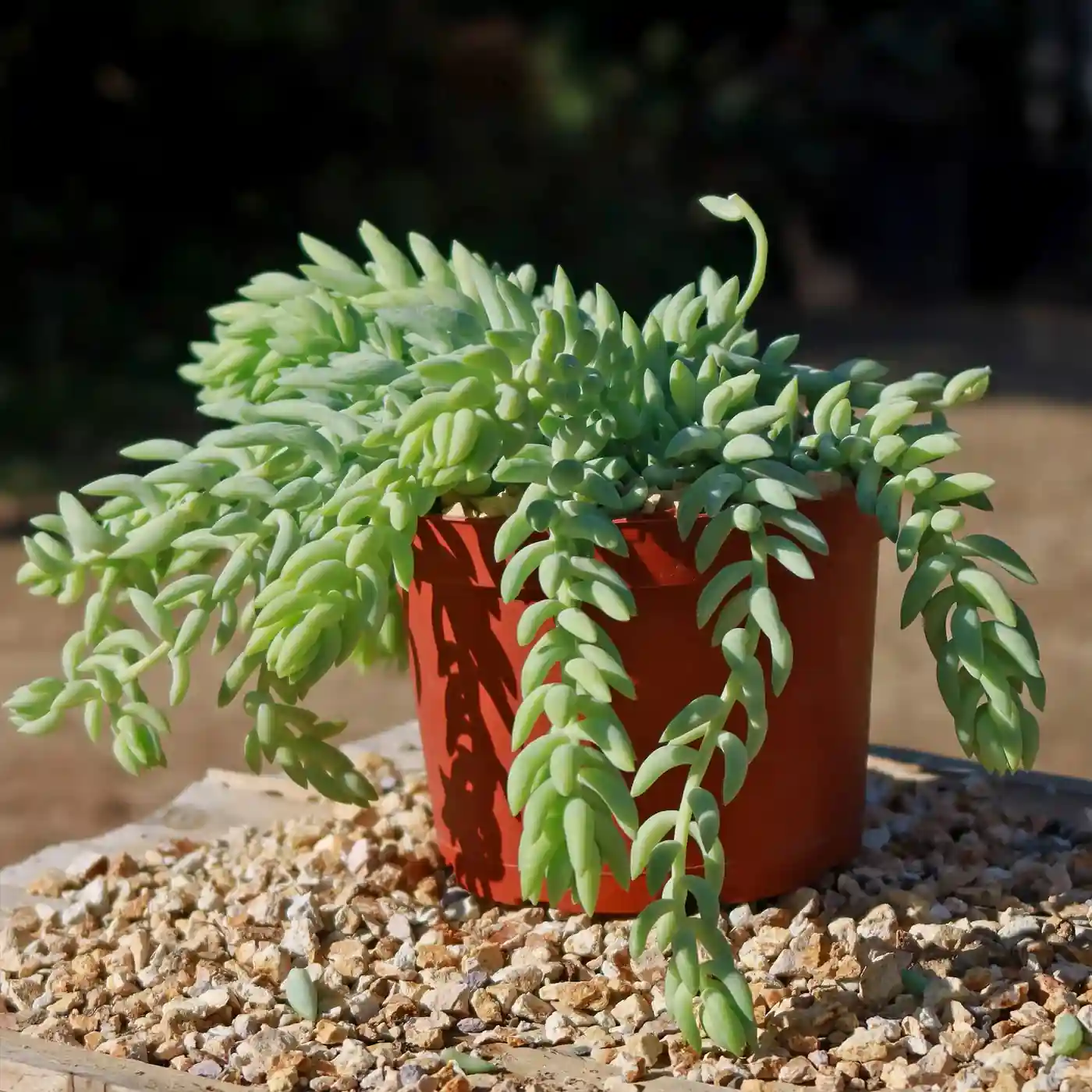 Burro Tail (Sedum Morganianum)